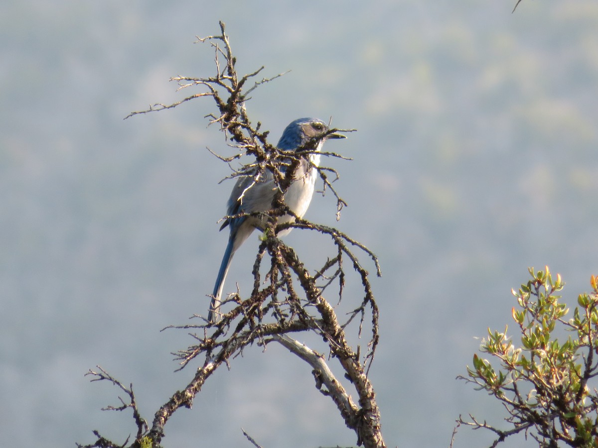 California Scrub-Jay - ML262549241