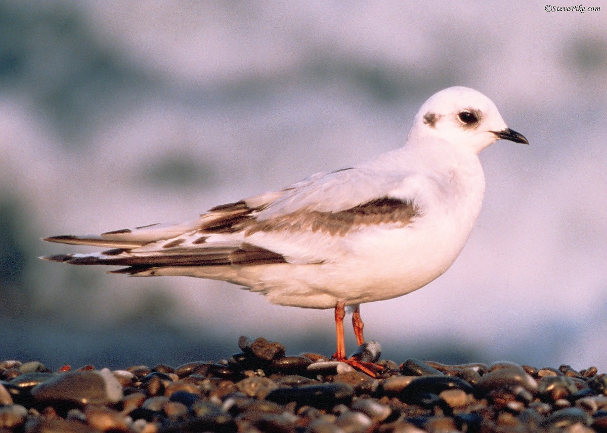 Ross's Gull - ML26254931