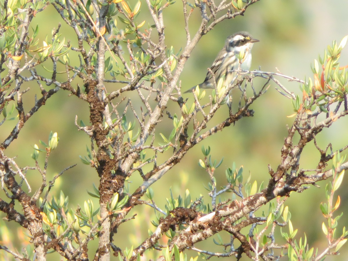 Black-throated Gray Warbler - ML262549431