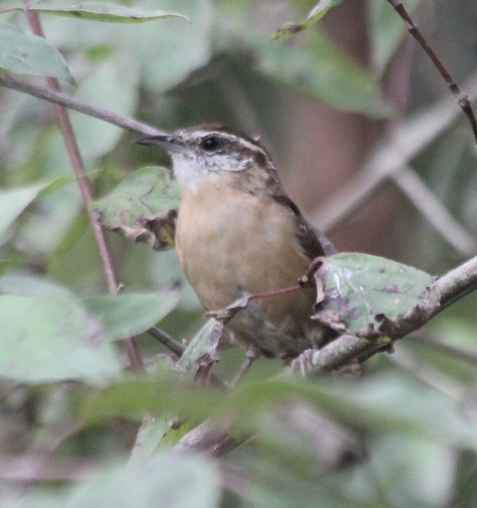 Carolina Wren - ML262549881