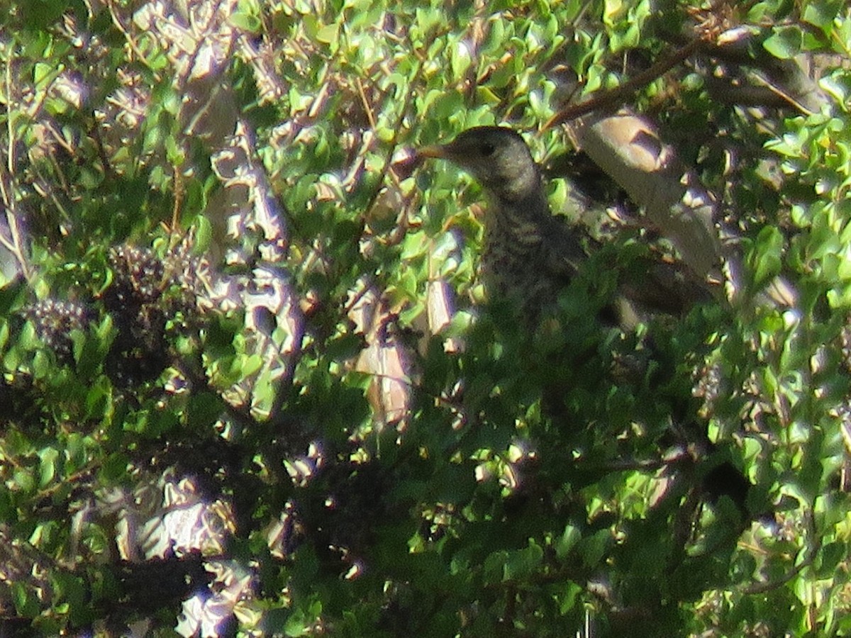 Austral Thrush - ML26254991