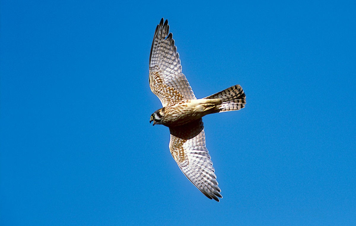 American Kestrel - ML262550401