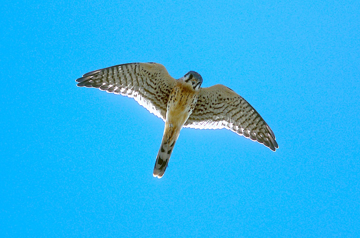 American Kestrel - ML262550421