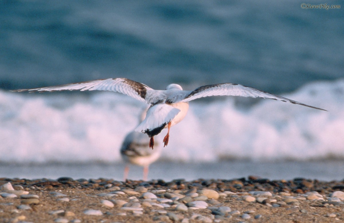 Ross's Gull - Steve Pike