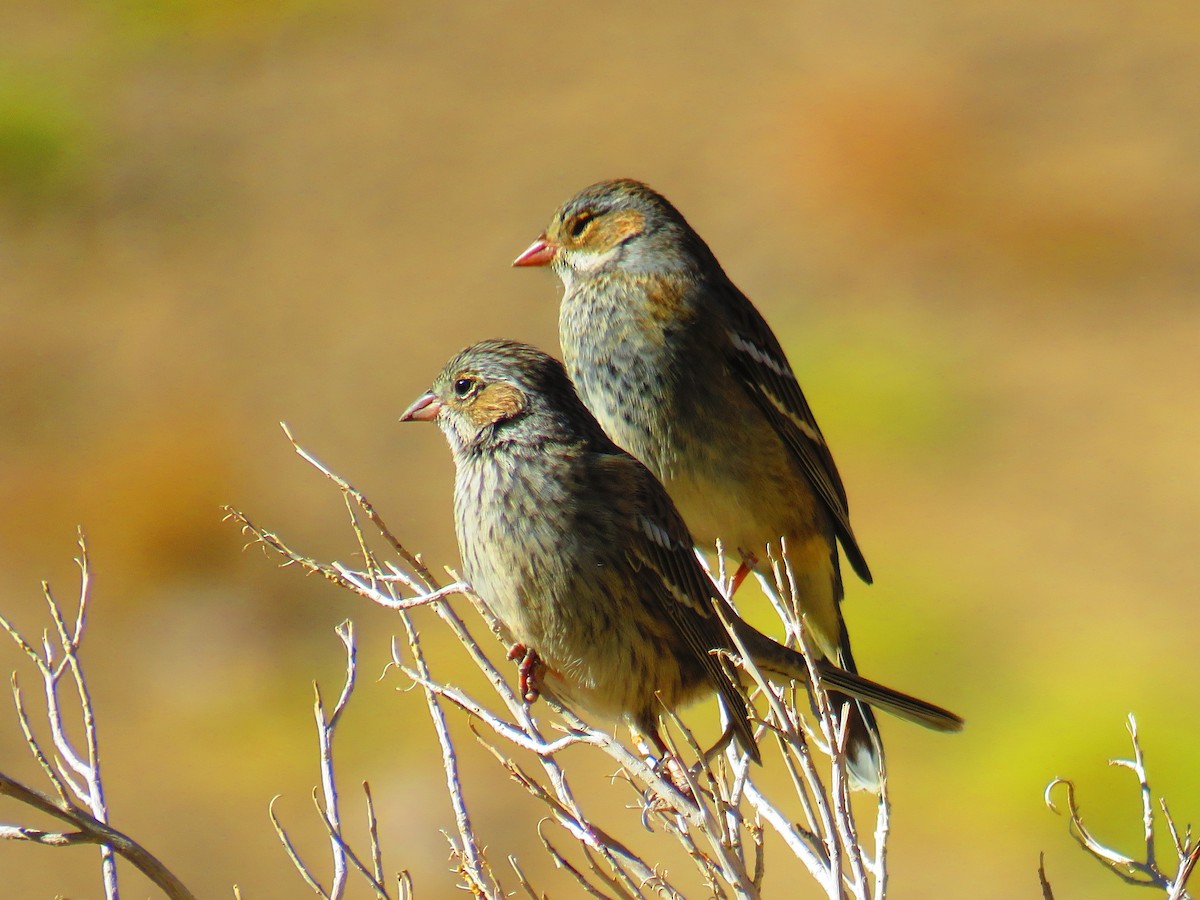 Mourning Sierra Finch - ML26255161