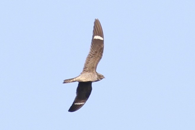 Common Nighthawk - ML262551761