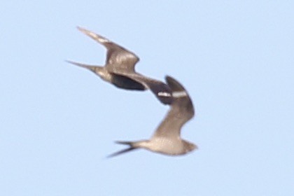 Common Nighthawk - Glen Chapman