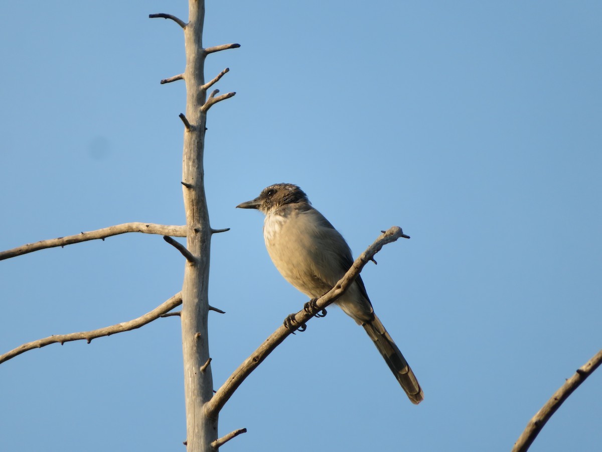 California Scrub-Jay - ML262552551