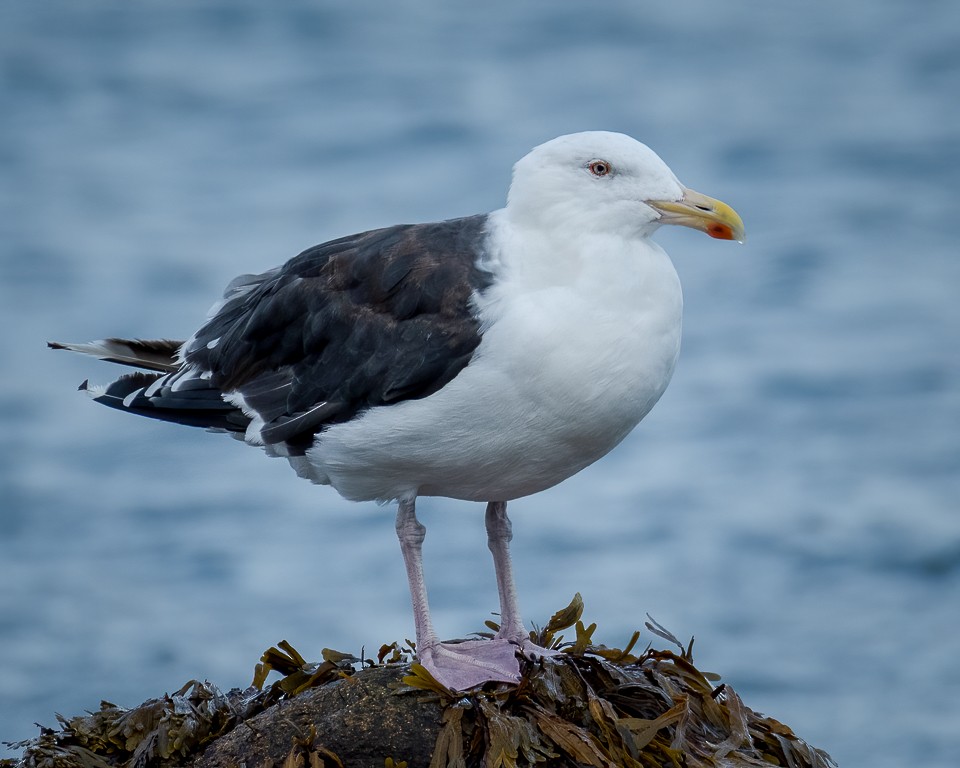 Great Black-backed Gull - Andy Wilson