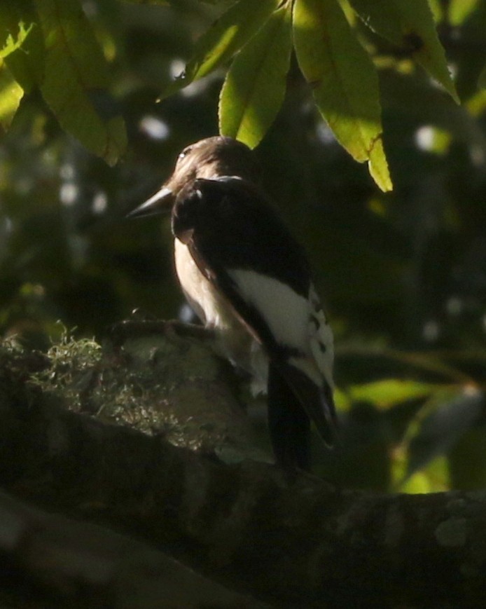 Red-headed Woodpecker - ML262552801