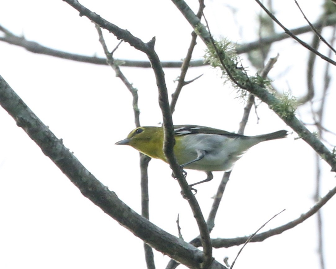 Viréo à gorge jaune - ML262552941