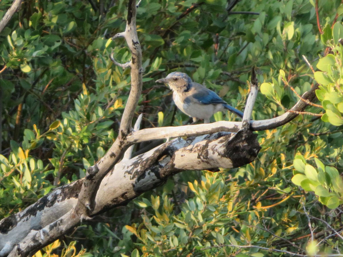 California Scrub-Jay - ML262553031