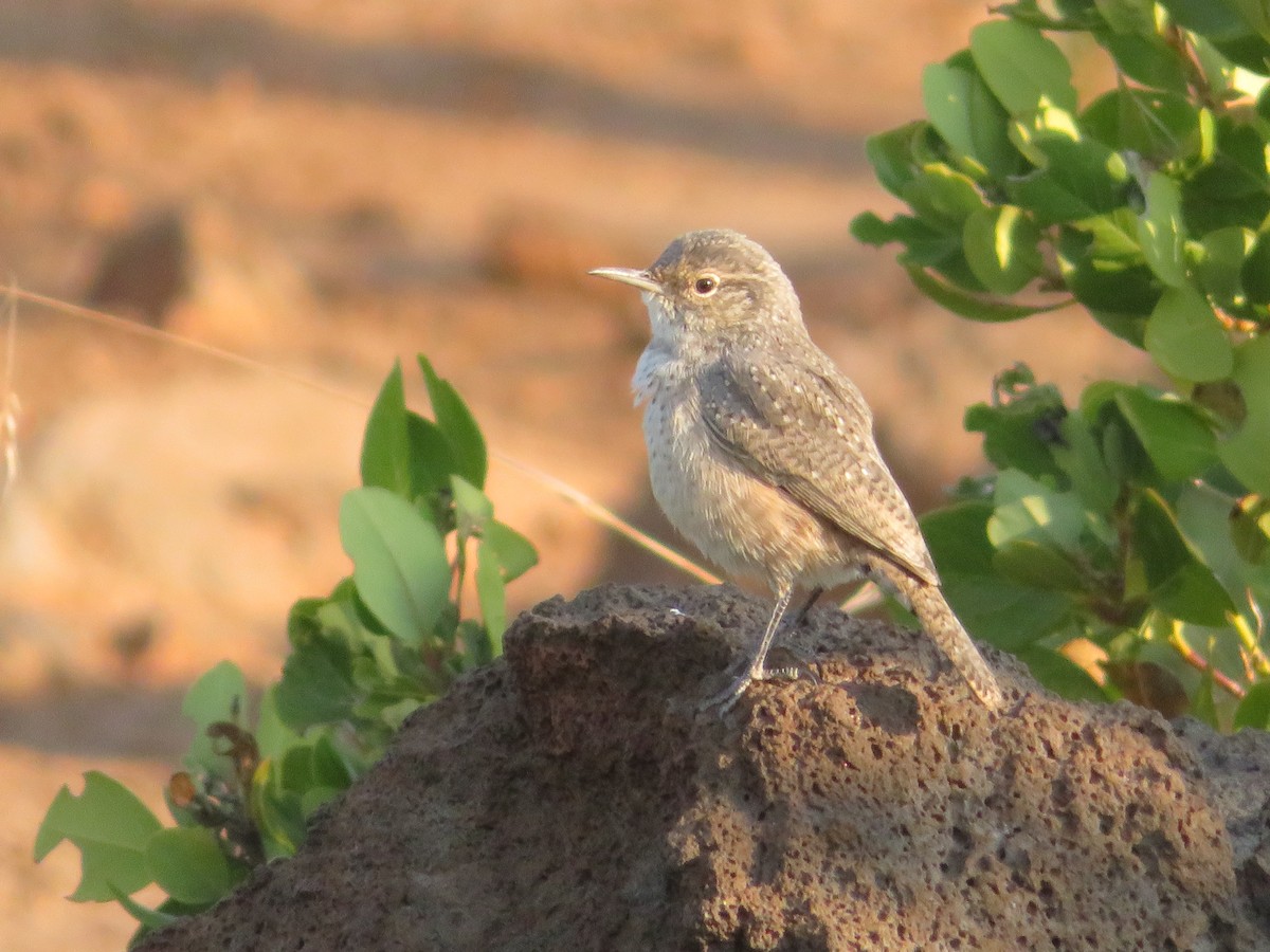 Rock Wren - ML262553171