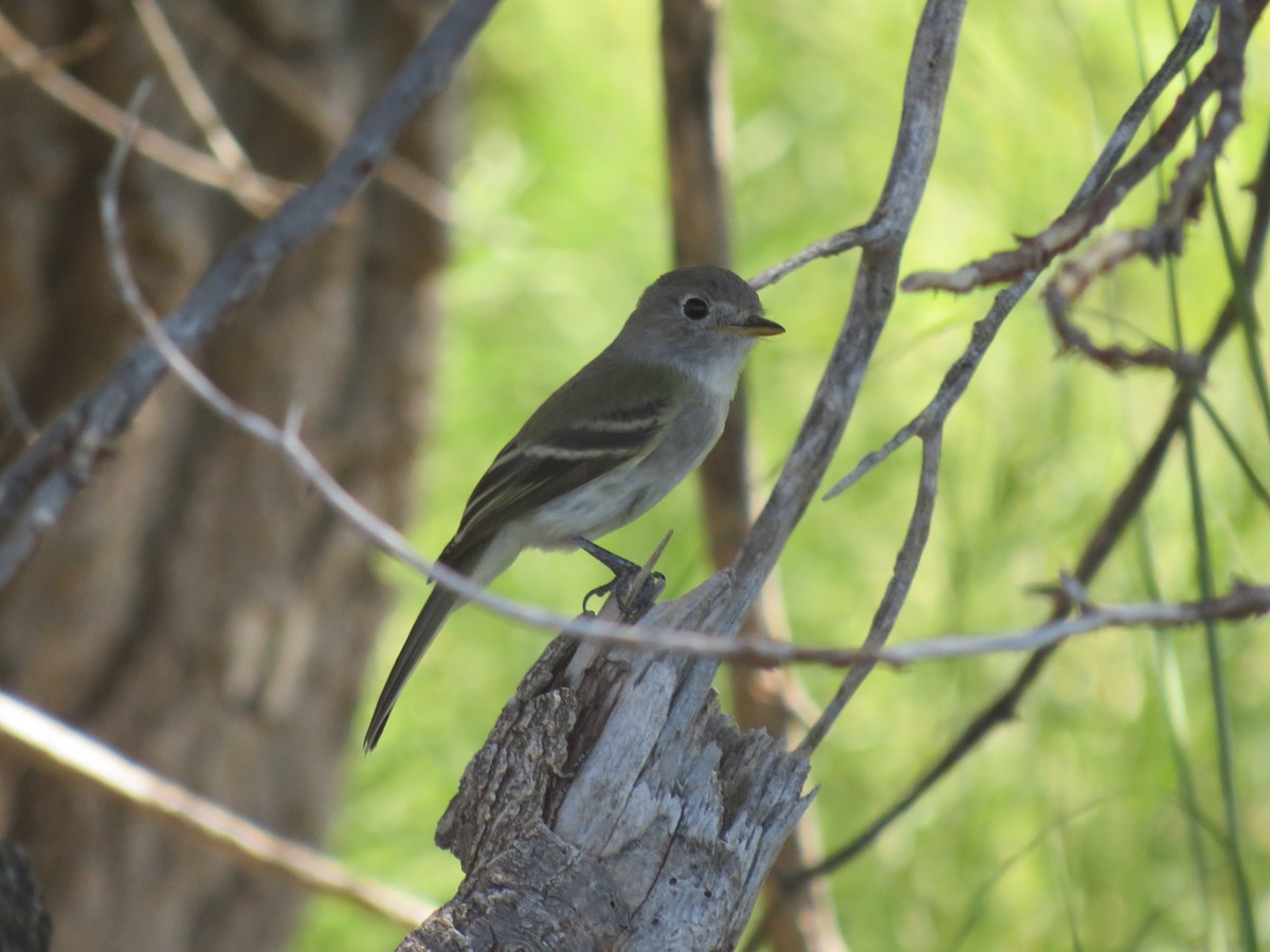 Dusky Flycatcher - Andrew Miller