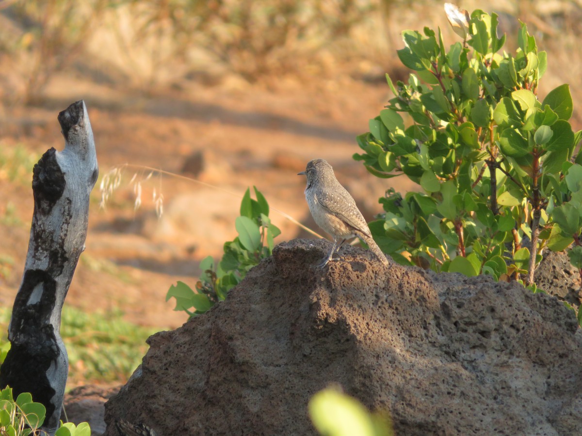 Rock Wren - ML262553291