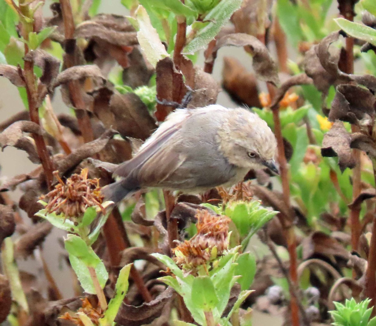 Bushtit - ML262553661