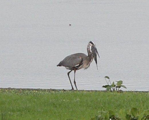 Great Blue Heron - ML262553961