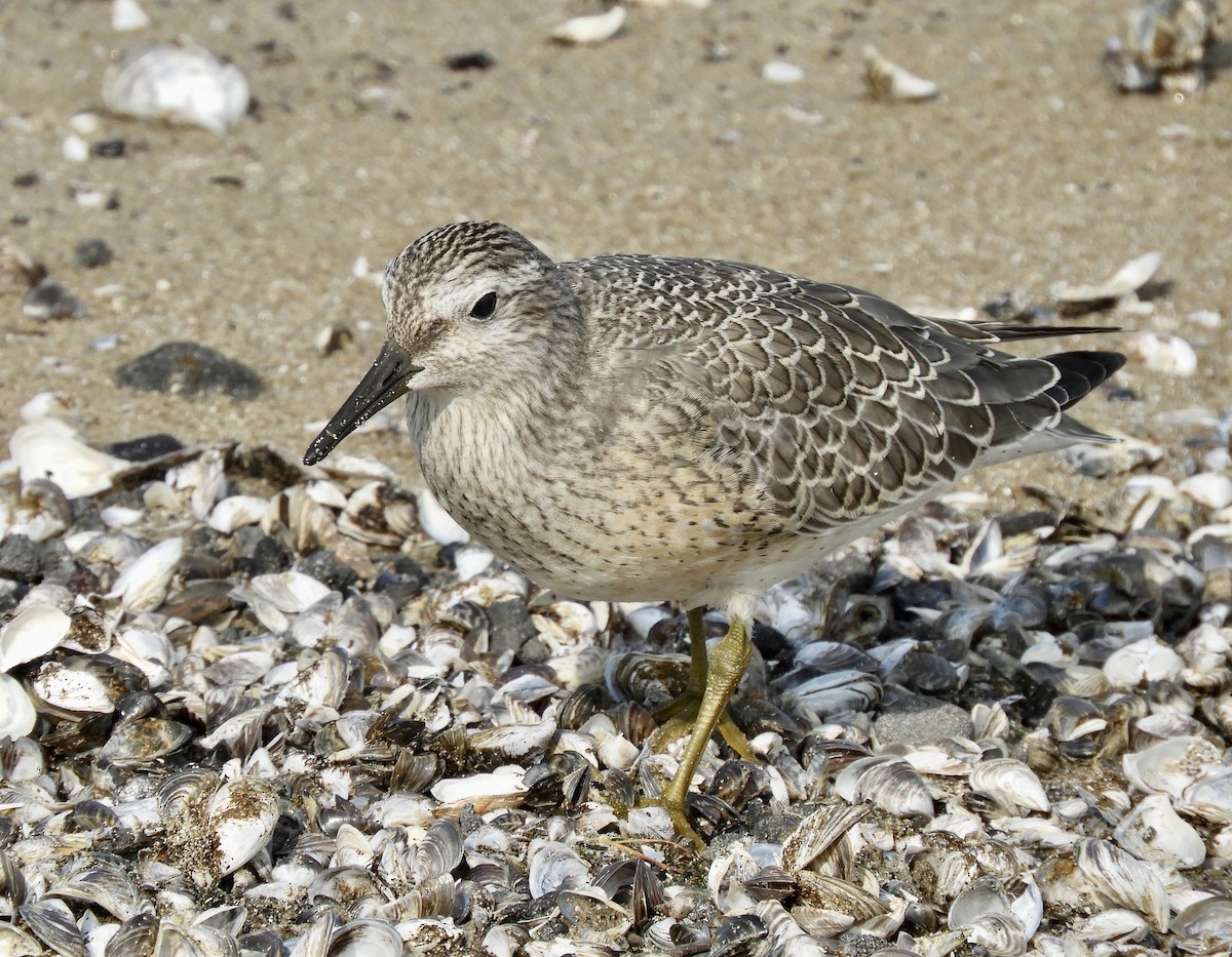 Red Knot - ML262553981