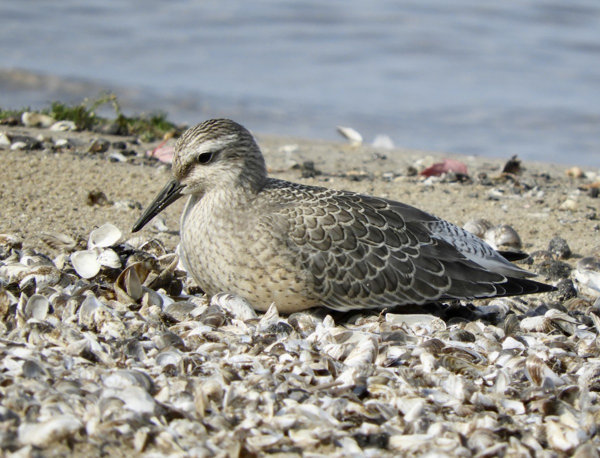 Red Knot - Eunice Thein