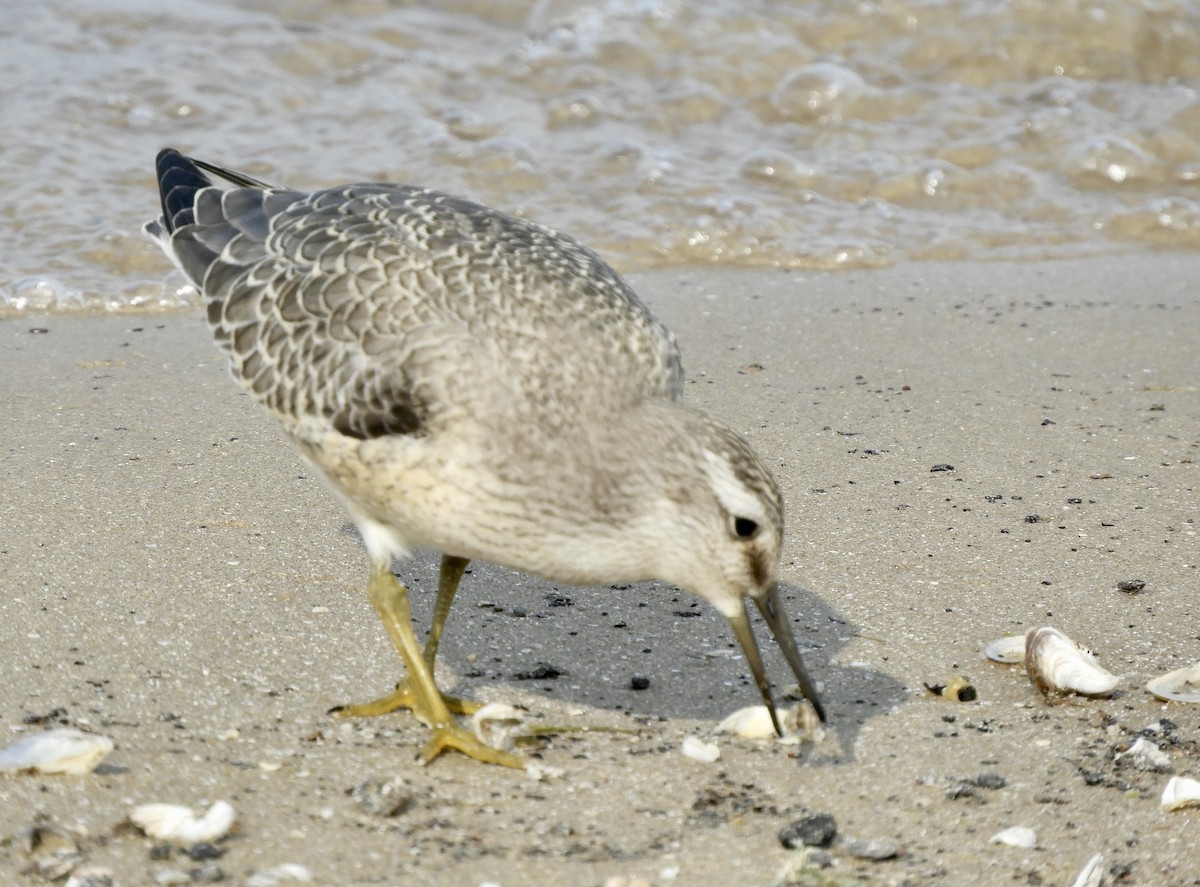 Red Knot - ML262554011