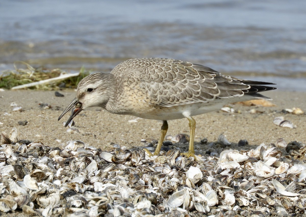 Red Knot - ML262554021