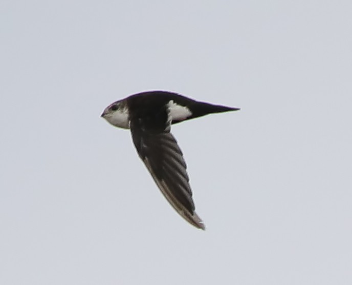 White-throated Swift - ML262554621