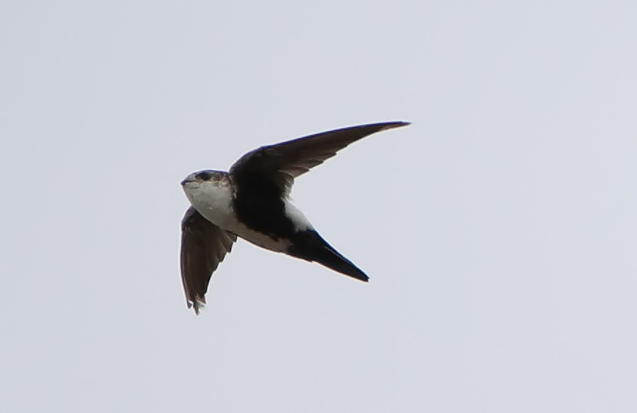 White-throated Swift - ML262554641