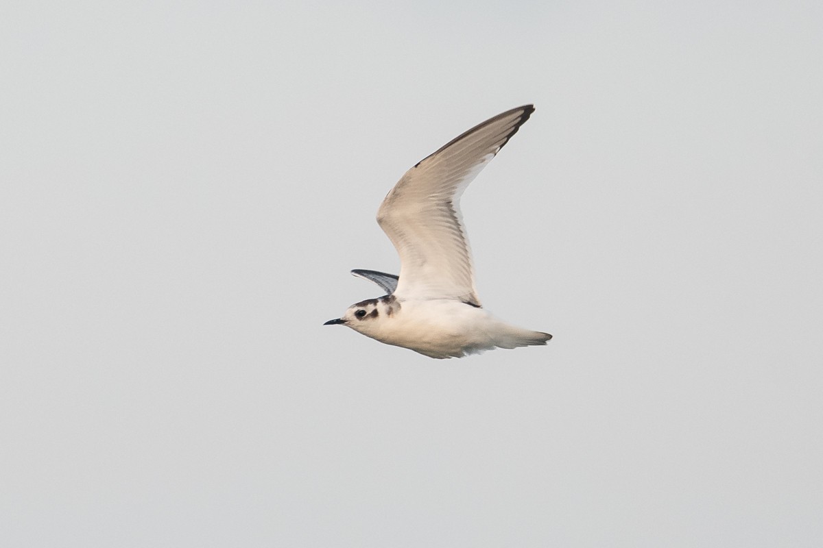Little Gull - Ryan Griffiths