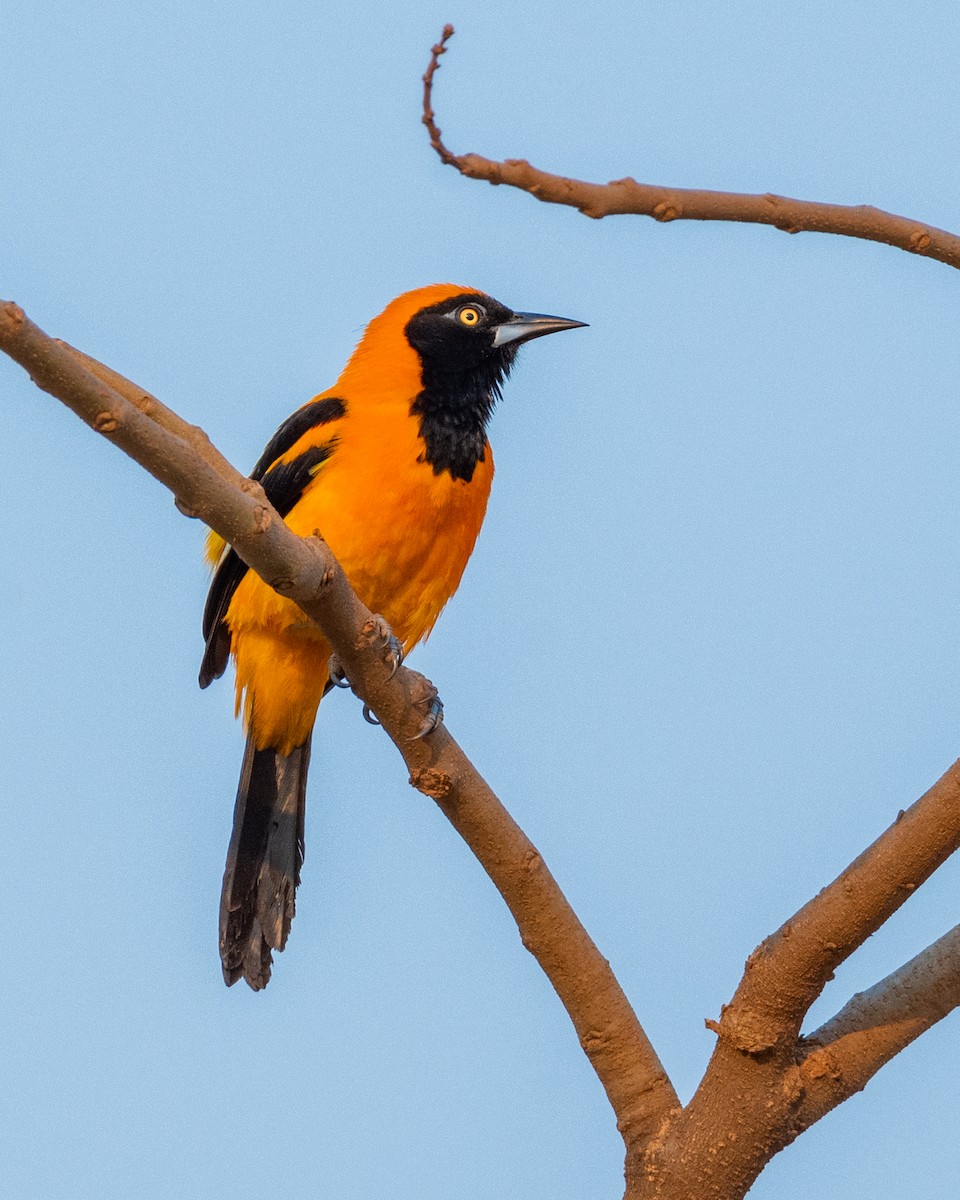 Orange-backed Troupial - ML262556791