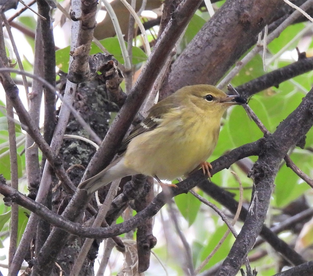 Blackpoll Warbler - ML262557471