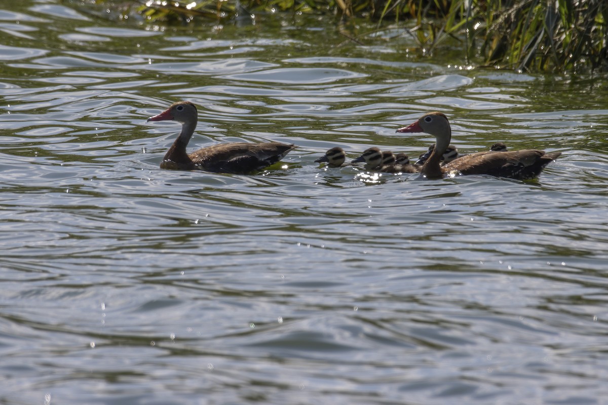 Black-bellied Whistling-Duck - ML262558111