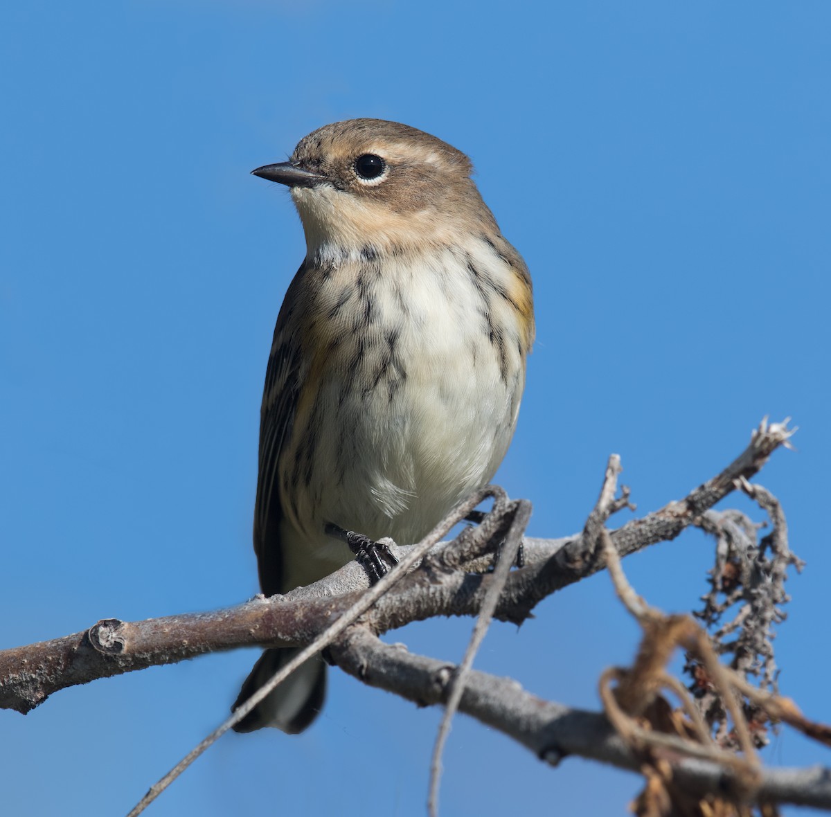 Yellow-rumped Warbler - ML262558561