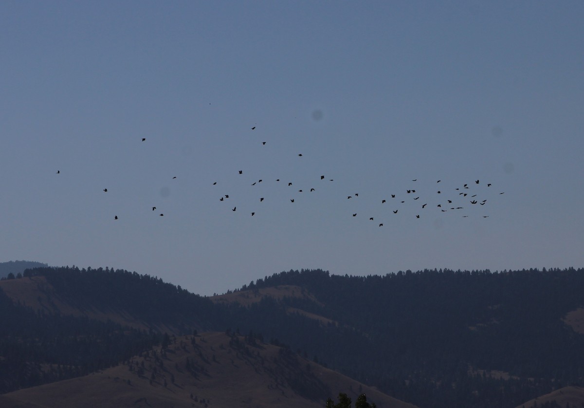 American Crow - ML262558781