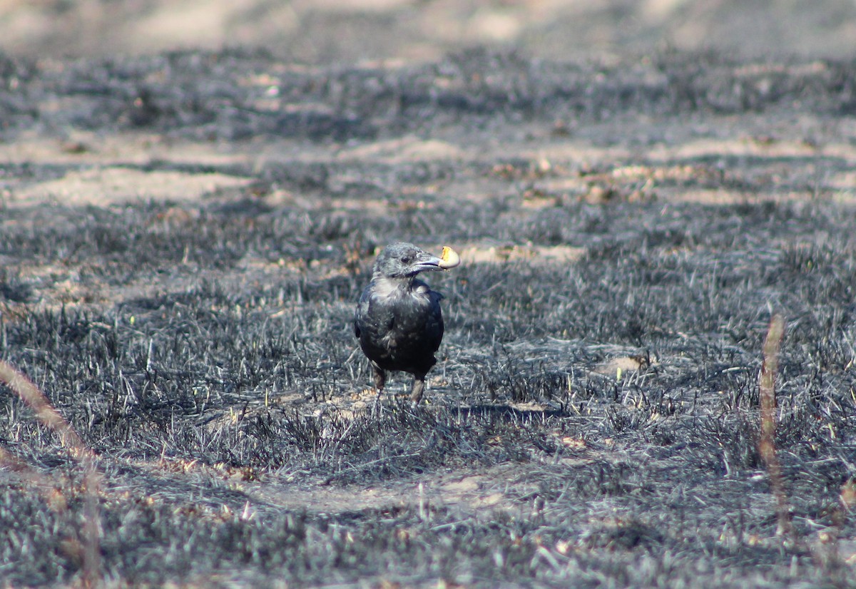 American Crow - ML262558791