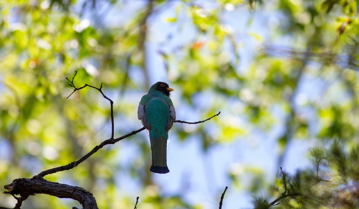 Trogon élégant - ML262558891