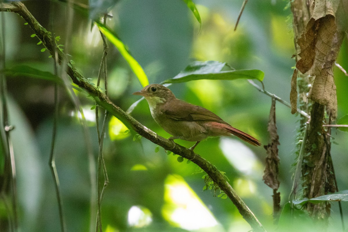 Olive-backed Foliage-gleaner - Thibaud Aronson