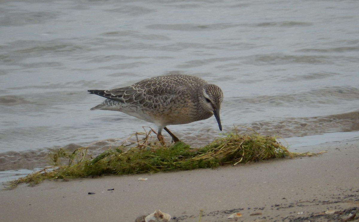 Red Knot - ML262562071