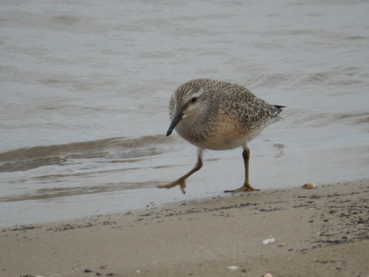 Red Knot - ML262562101