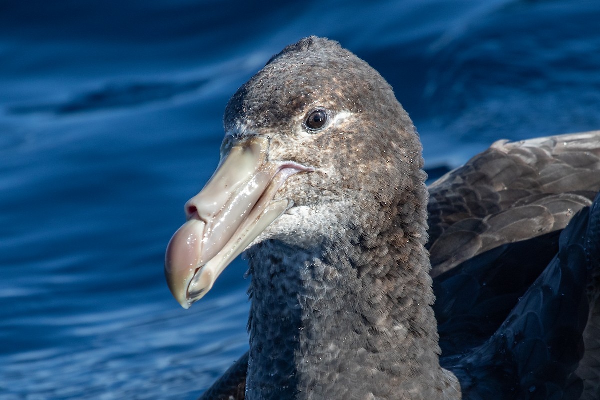 Northern Giant-Petrel - ML262564221