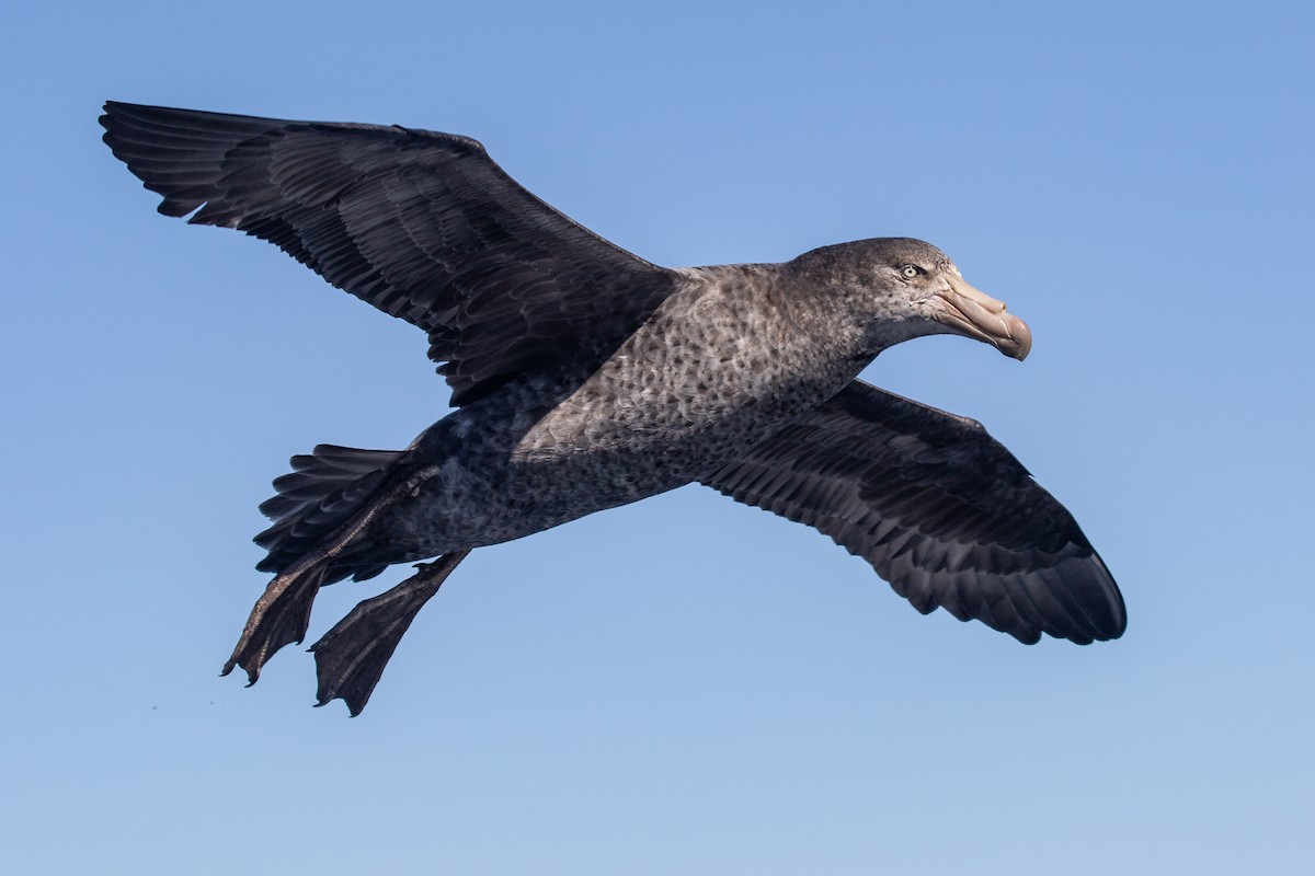 Northern Giant-Petrel - ML262564241
