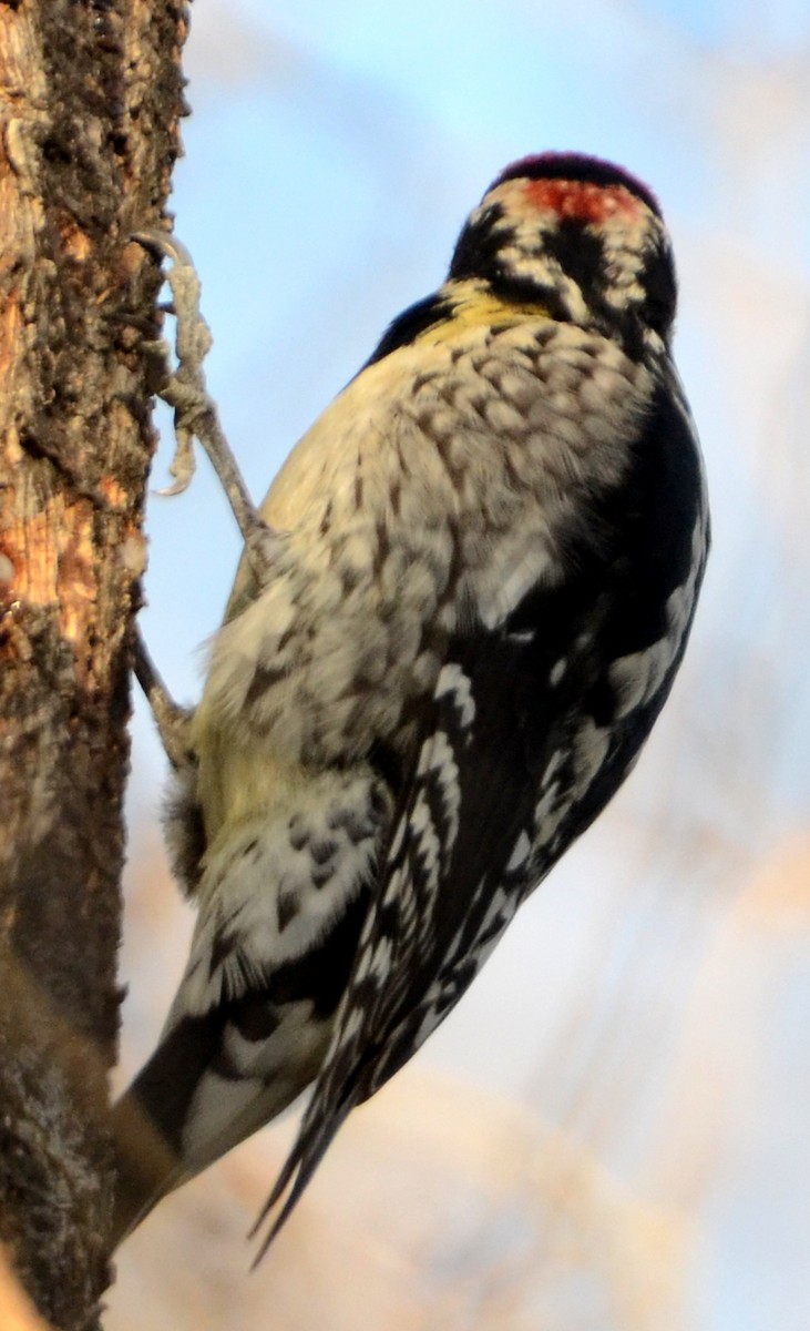 Red-naped Sapsucker - ML26256531