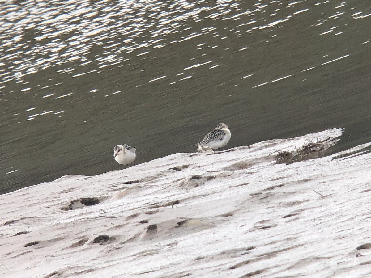 Sanderling - ML262565331