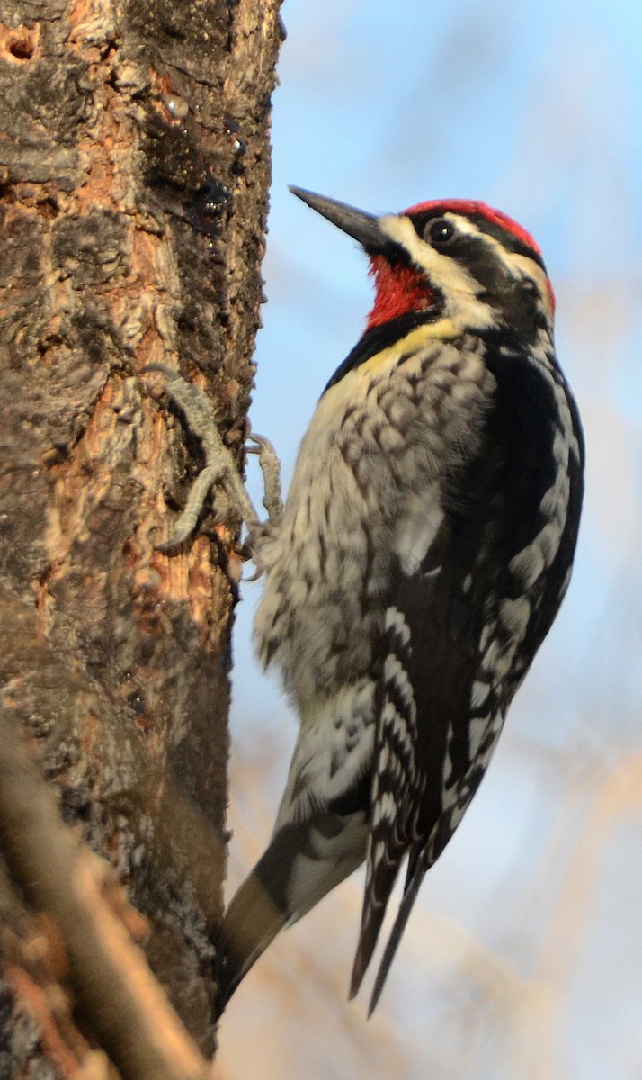 Red-naped Sapsucker - ML26256541