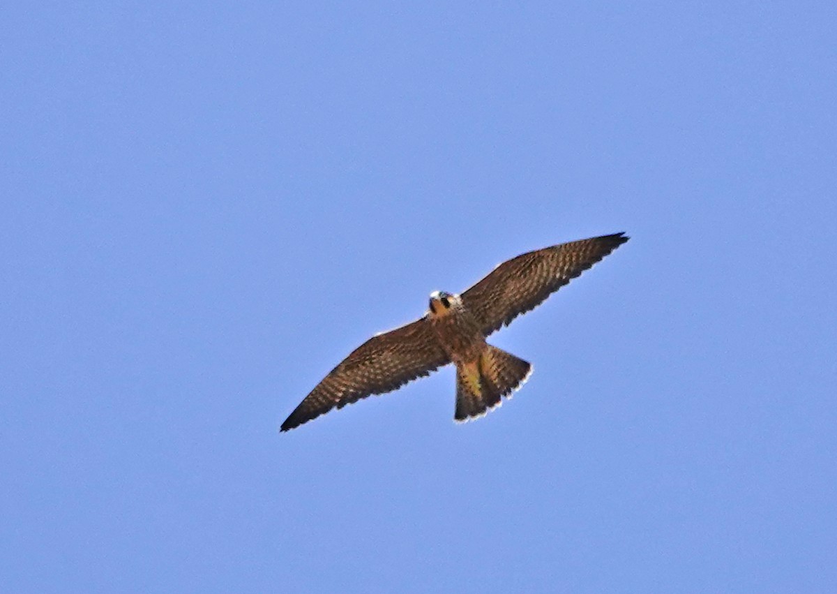 Peregrine Falcon - ML262565501