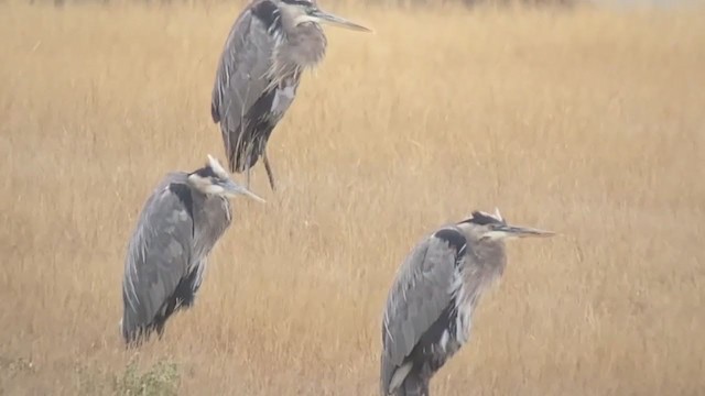 Great Blue Heron - ML262565921