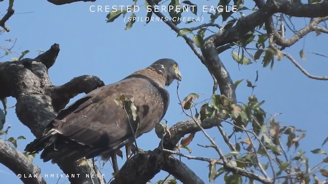 Crested Serpent-Eagle - ML262566691