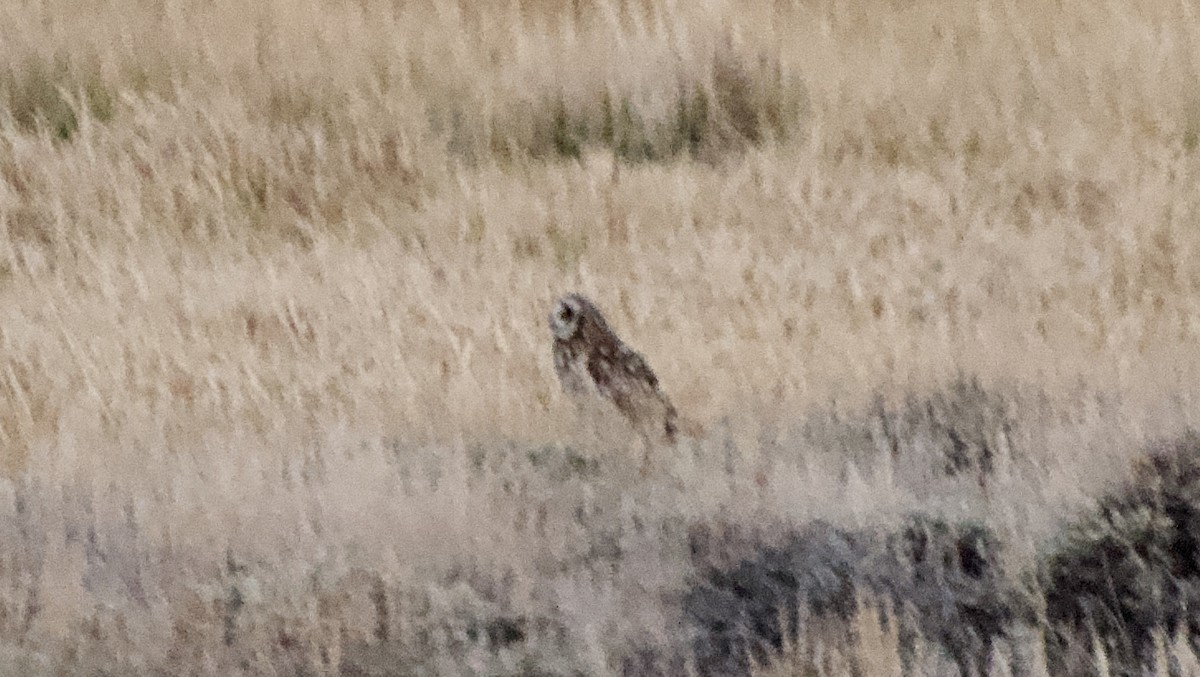 短耳鴞 - ML262566781