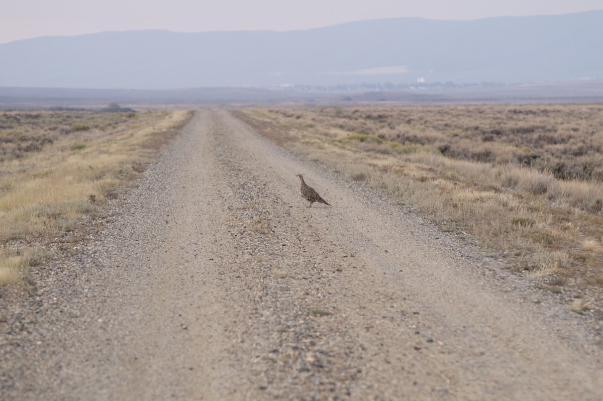 Greater Sage-Grouse - ML262567371