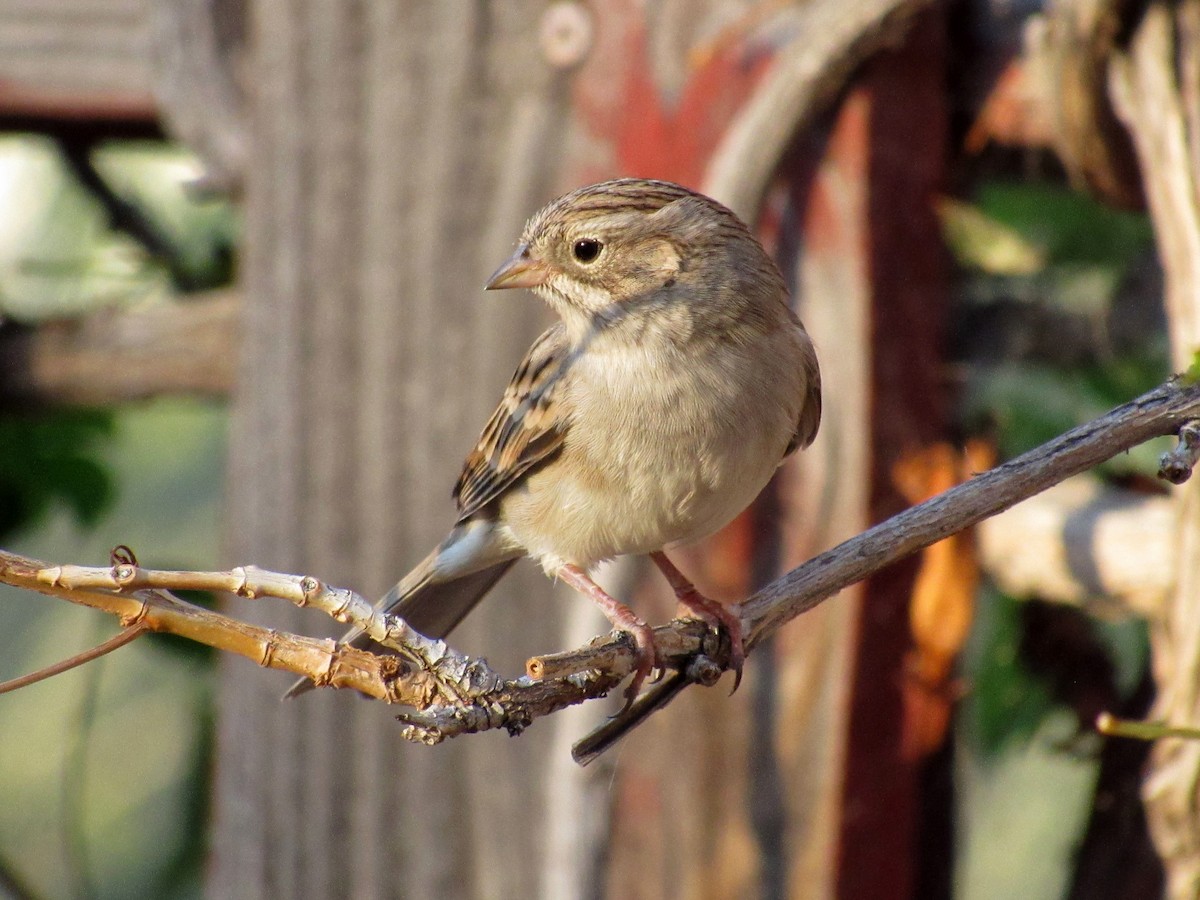 Clay-colored Sparrow - ML262567421