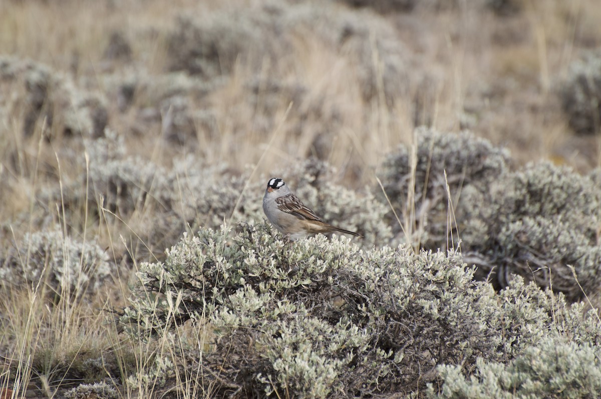 White-crowned Sparrow - ML262567951